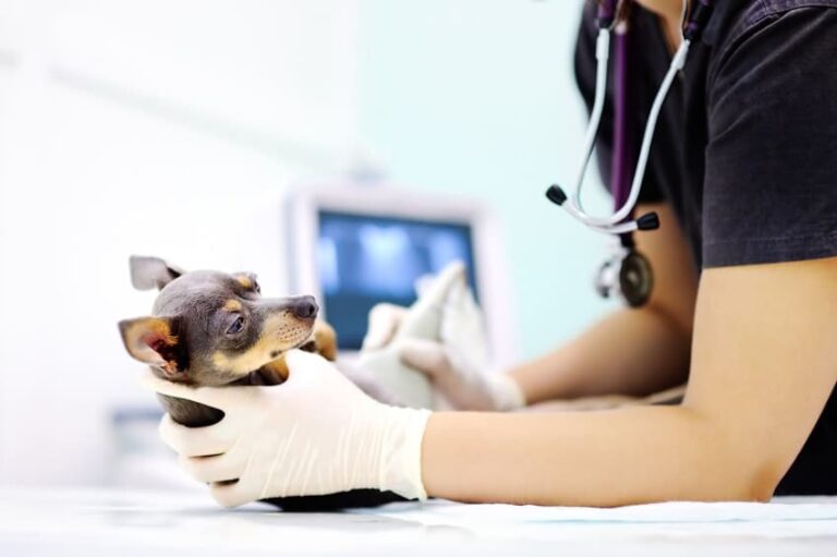 Urgence vétérinaire à domicile pour animaux blessés ou malades