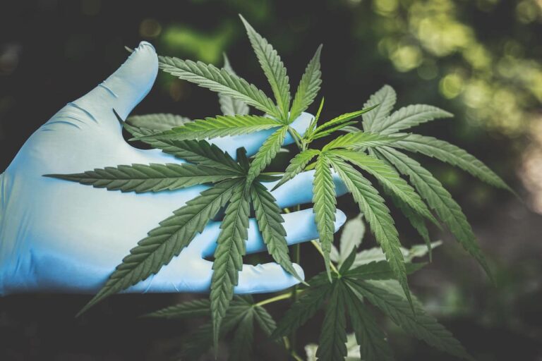 Flacon d'huile de CBD sur une table en bois avec des plantes vertes en arrière-plan