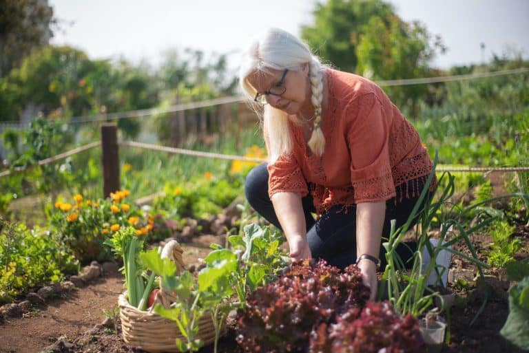 Terrain vacant prêt à être transformé en jardin ou espace de loisirs