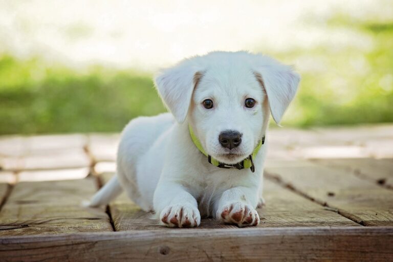 Un chien assis calmement dans un parc, attentif à son maître