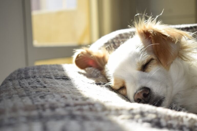 Chien dormant paisiblement dans un lit confortable