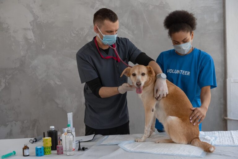 Vétérinaire à domicile examinant un chien dans un cadre chaleureux à Bordeaux