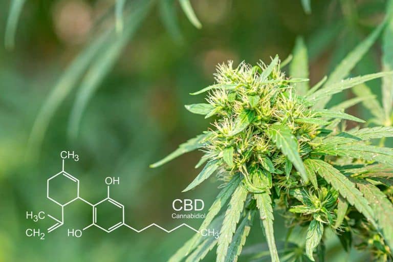 Fleurs de CBD sur un fond naturel représentant le bien-être
