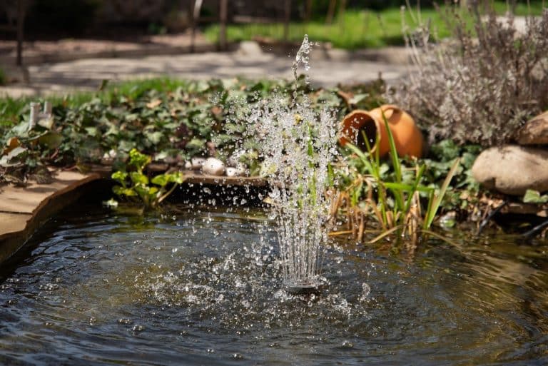 Bassin d'agrément dans un jardin fleuri et apaisant