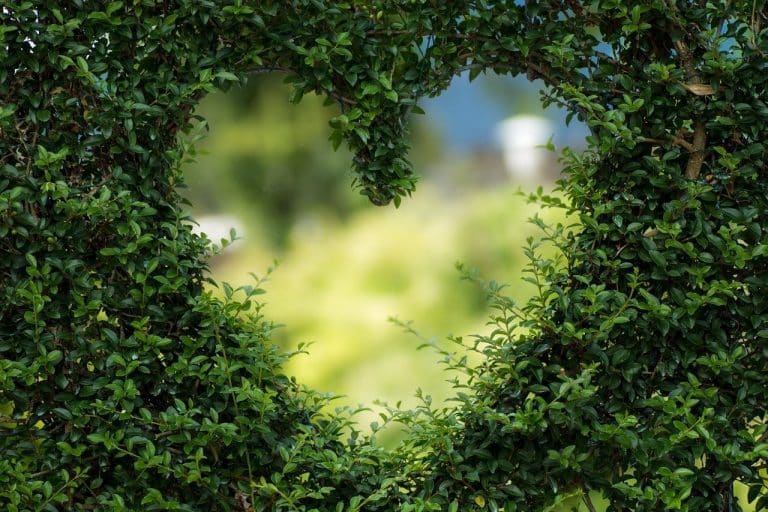 Pourquoi entretenir son jardin