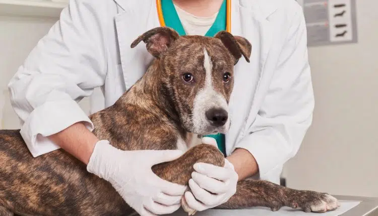 Un chien avec un vétérinaire