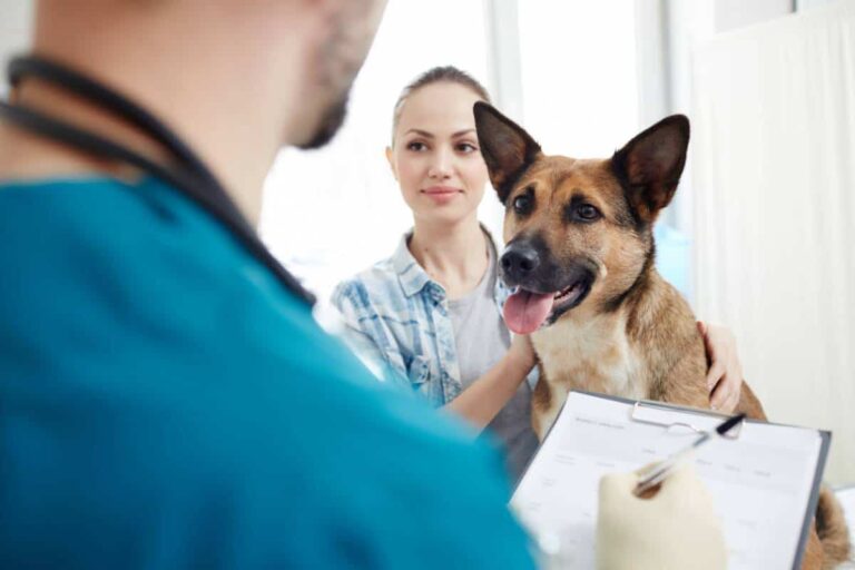 Critères essentiels pour choisir une assurance santé pour animaux