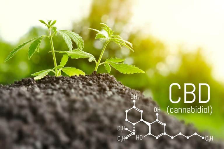 Culture de jeunes plants de cannabis pour l'extraction d'huile essentielle de CBD