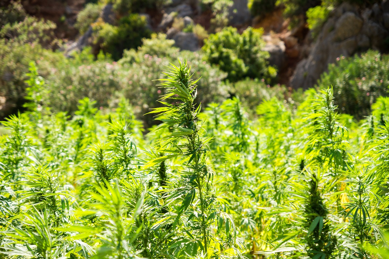 plants de cannabis