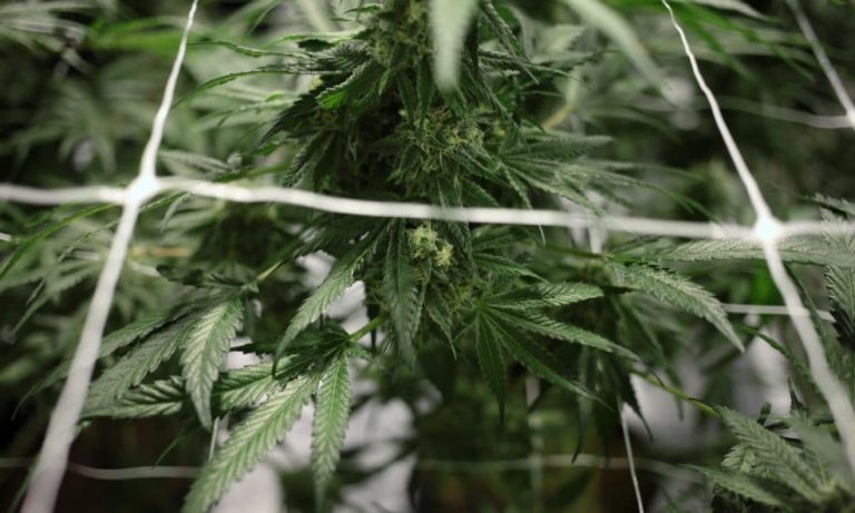 Flou juridique autour du CBD et du THC en France