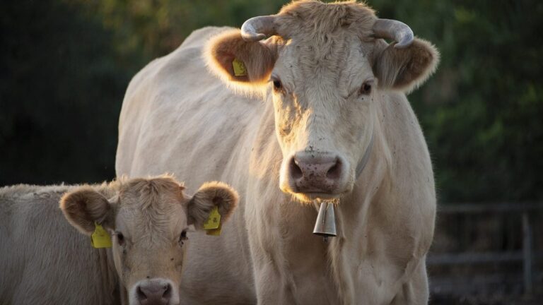 Gestion responsable du lisier pour le bien-être animal