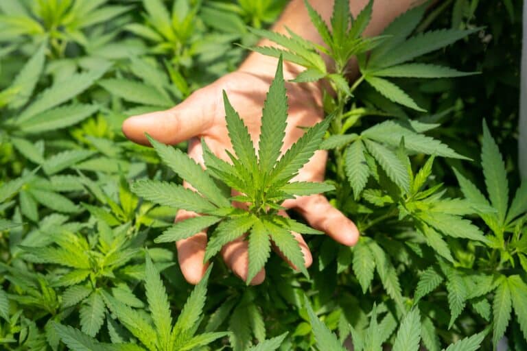Opportunités commerciales autour du CBD dans l'Union Européenne