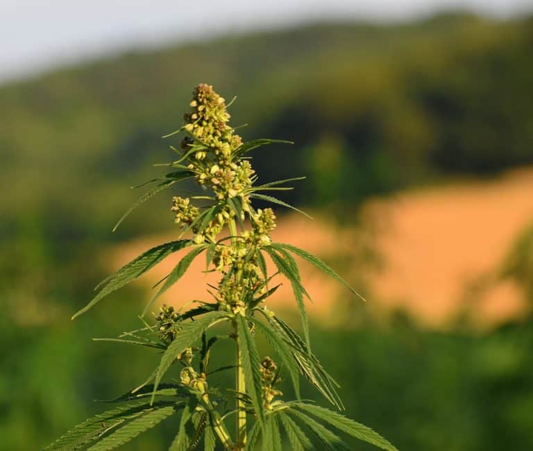 Bourgeon de cannabis