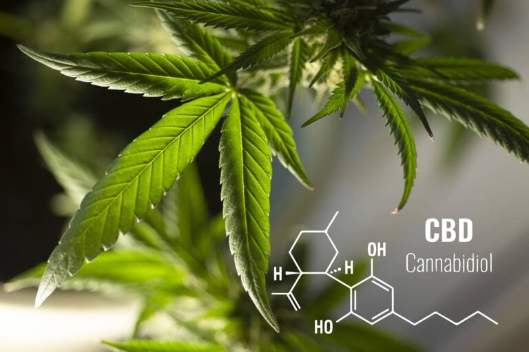 Feuilles de cannabis sur fond naturel illustrant la réglementation en France