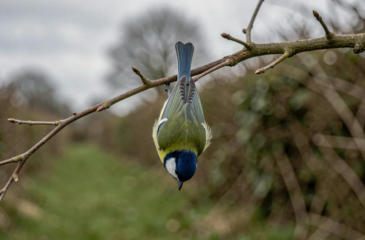 Mésange bleue à la calotte bleue sur une branche