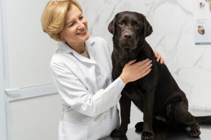 Optimisez la santé de votre chien avec une mutuelle dédiée