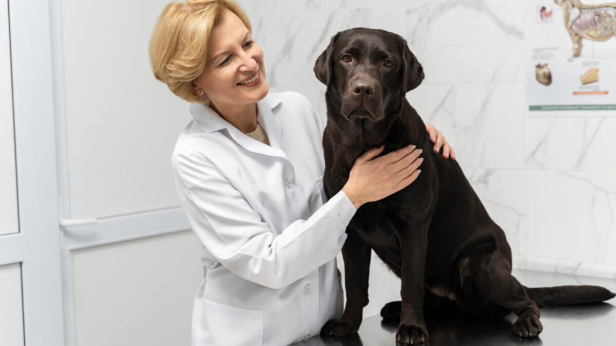 Optimisez la santé de votre chien avec une mutuelle dédiée