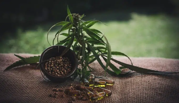 Où acheter des graines de cannabis ?