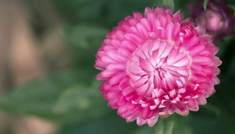 La rose sous cloche