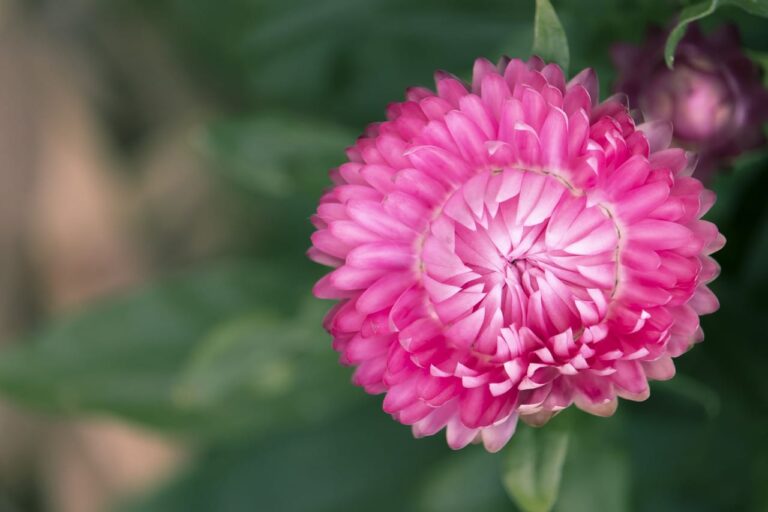 La rose sous cloche