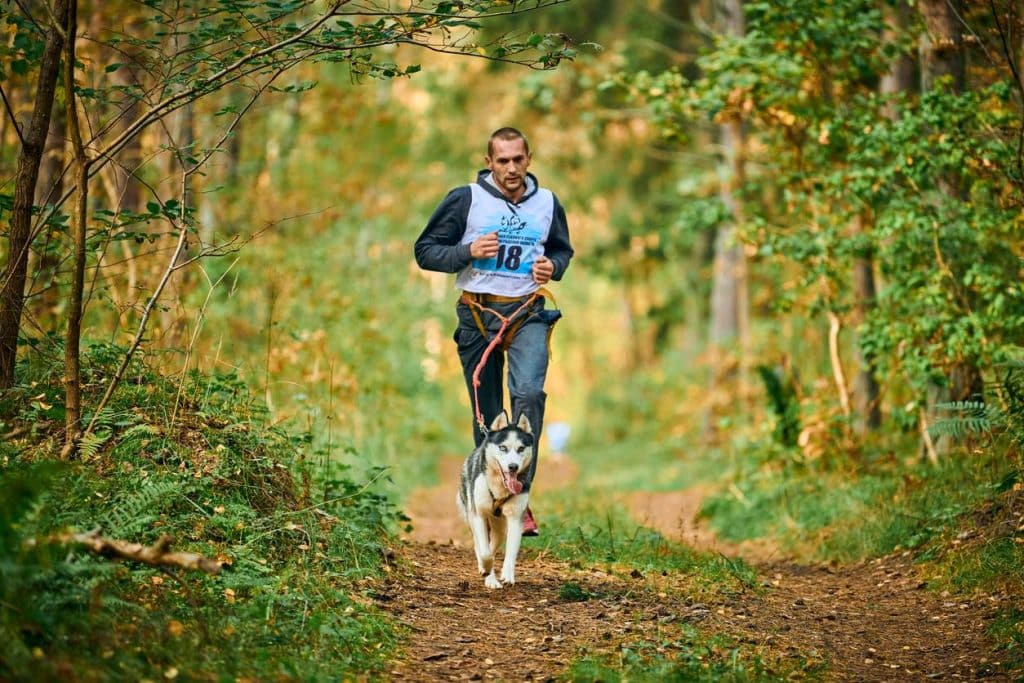 course à pied avec Husky