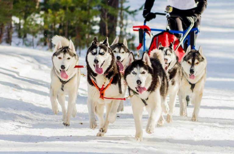 Husky jouant avec son maître lors d'une activité en plein air
