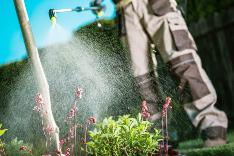 Conseils pour lutter contre les thrips dans le jardin
