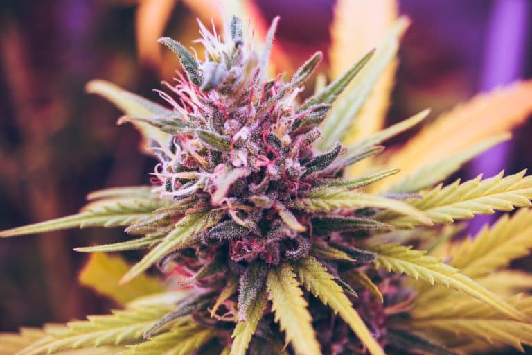 Histoire du cannabis médical dans la médecine européenne
