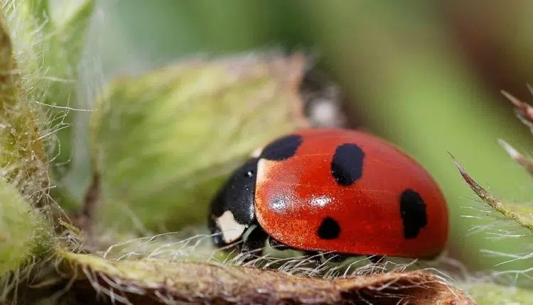 lutter contre les pucerons avec des coccinelles