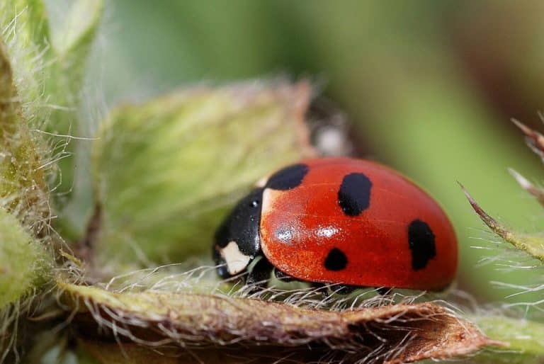 lutter contre les pucerons avec des coccinelles