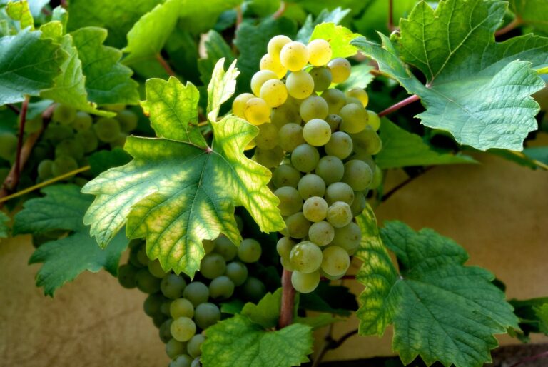 Vignoble de Chablis avec vignes et paysage verdoyant
